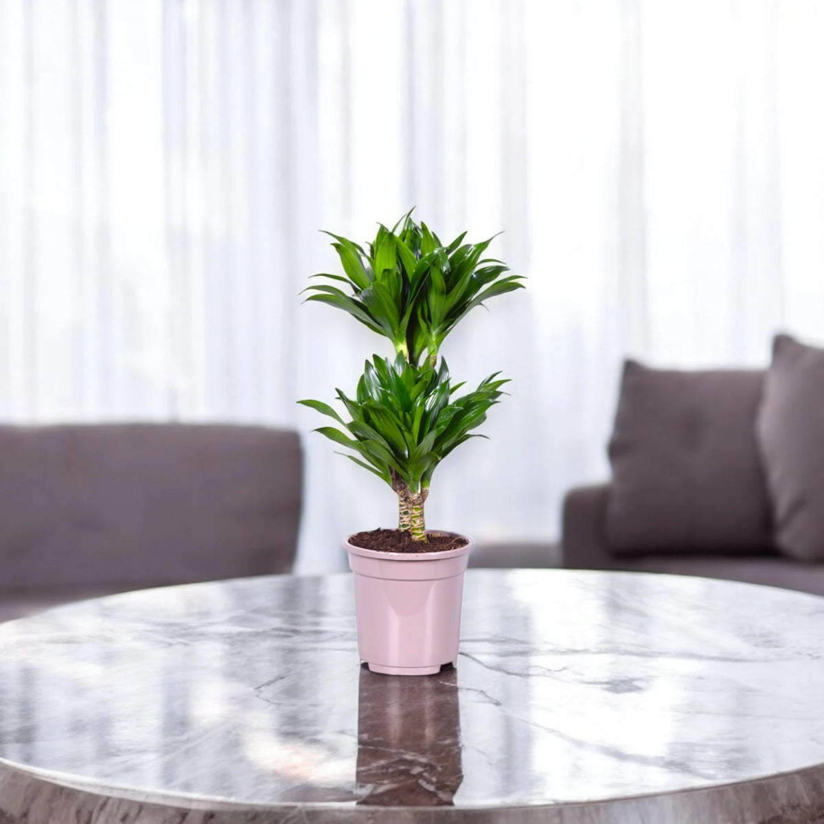 Dracaena fragrans 'Compacta'