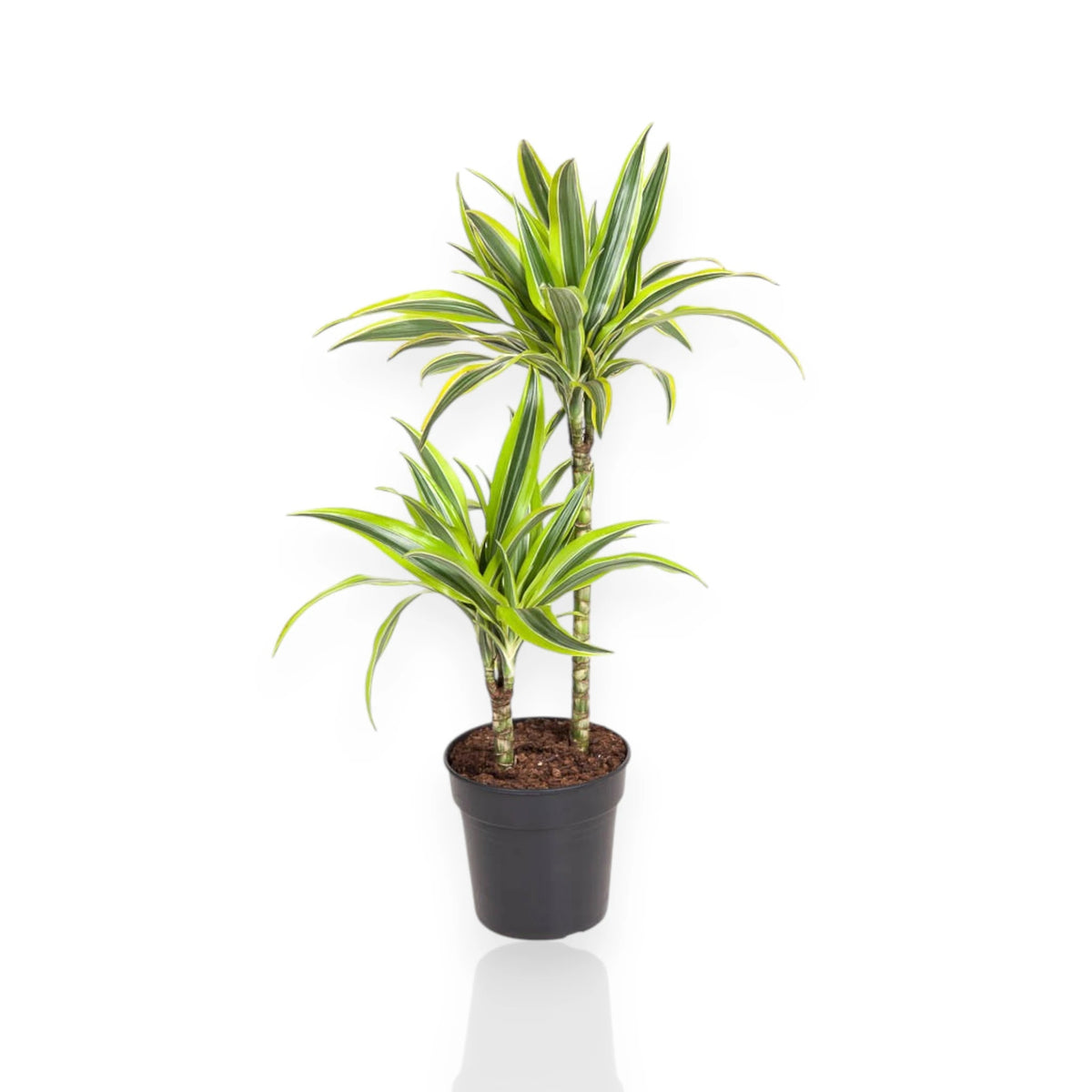 Dracaena fragrans 'Lemon Lime'