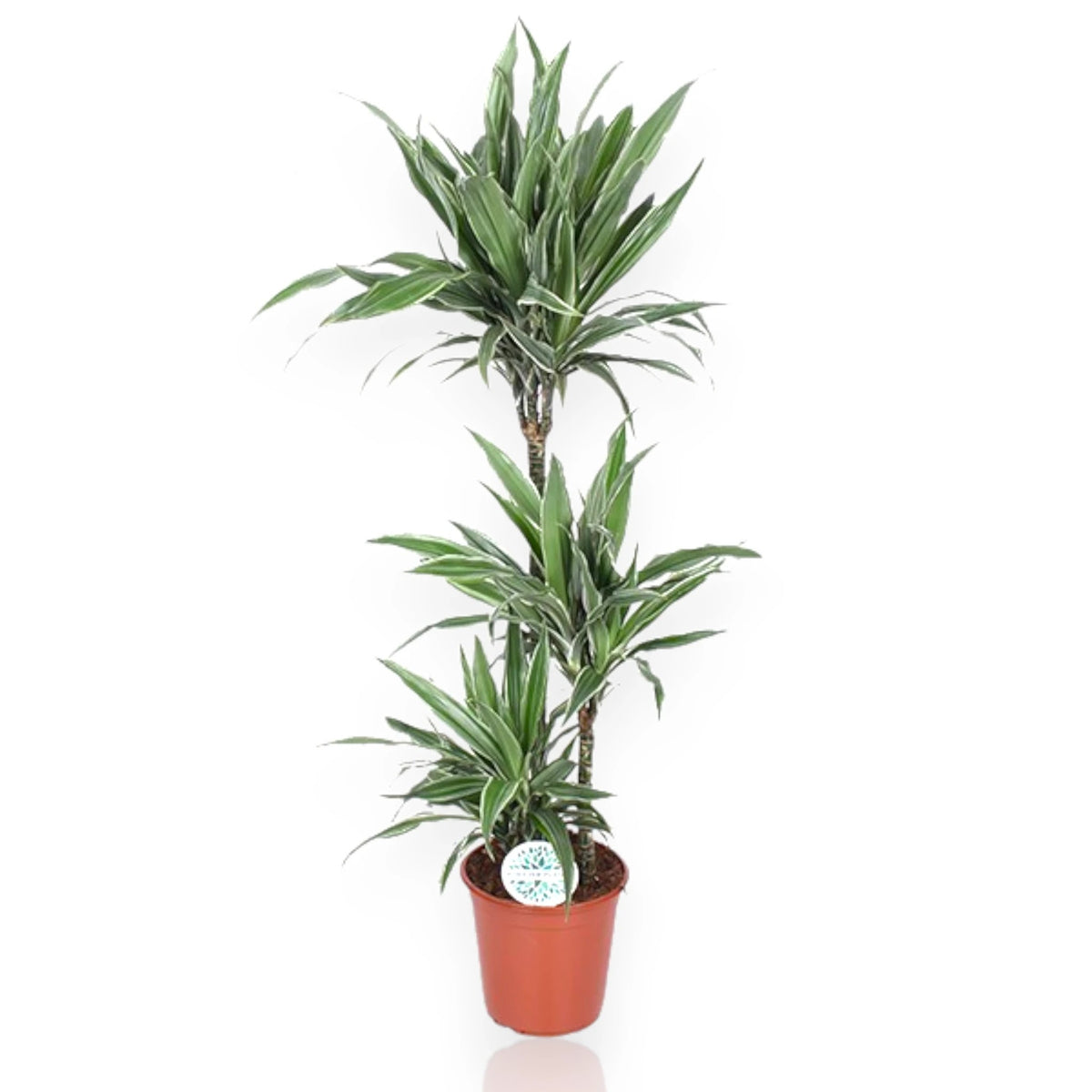 Dracaena fragrans Warneckei con foglie verde scuro striate bianco