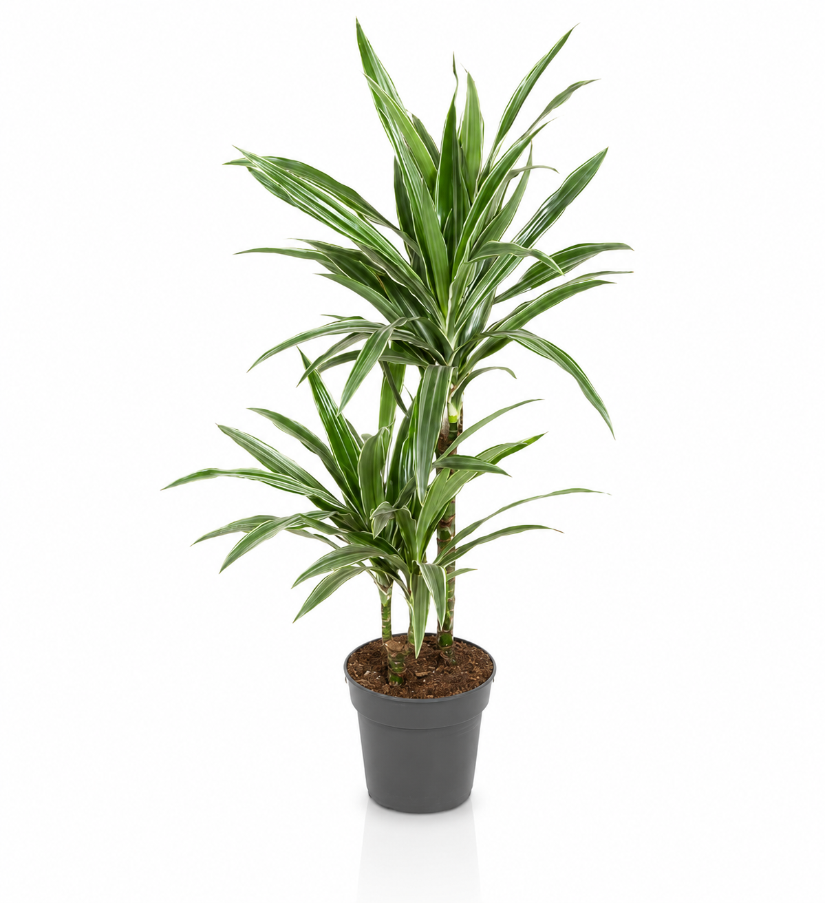 Dracaena fragrans 'Warneckei' piccola