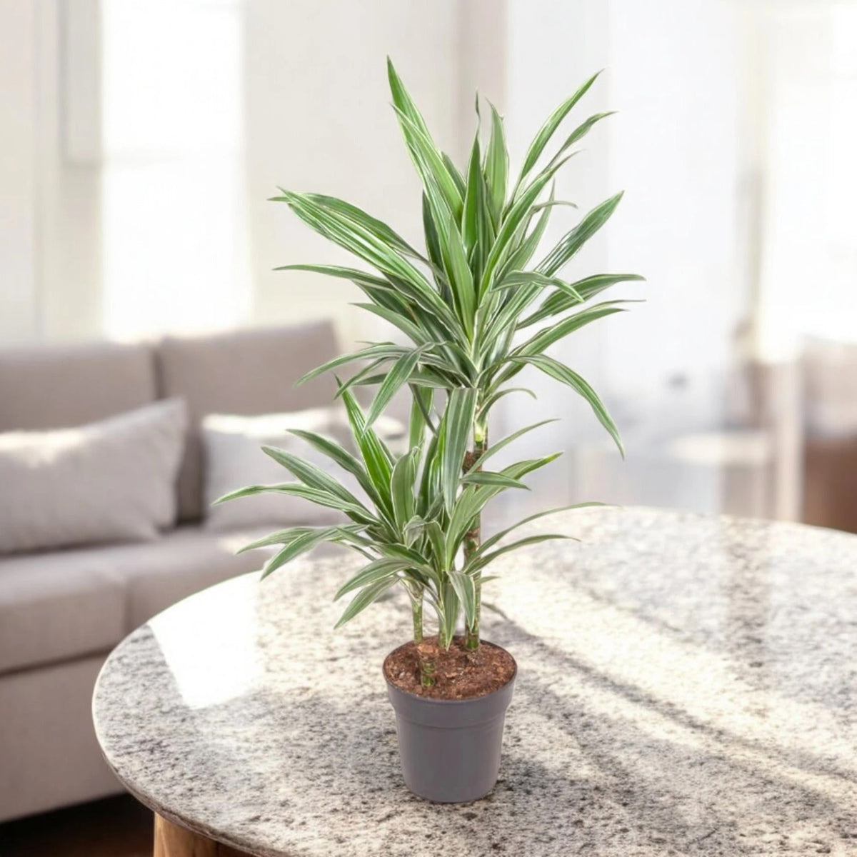Dracaena fragrans 'Warneckei' piccola