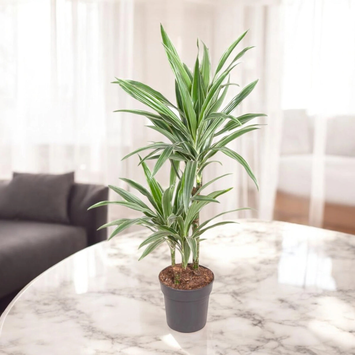 Dracaena fragrans 'Warneckei' piccola