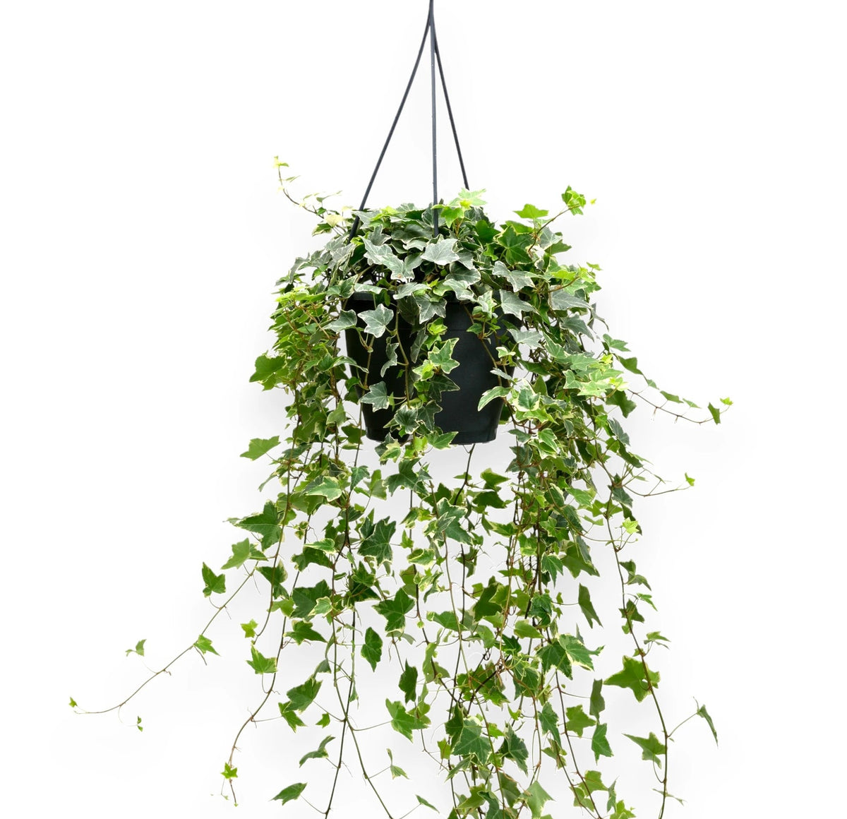 Edera - Hedera helix 'Eva'