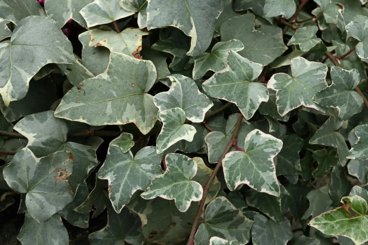 Edera helix Glacier rampicante con foglie variegate verde e bianche su supporto da giardino