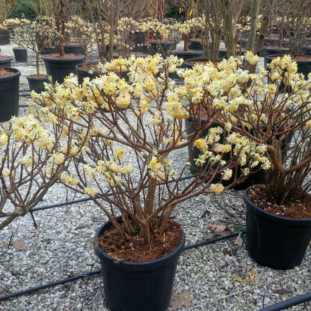 Edgeworthia chrysantha fioritura in vivaio