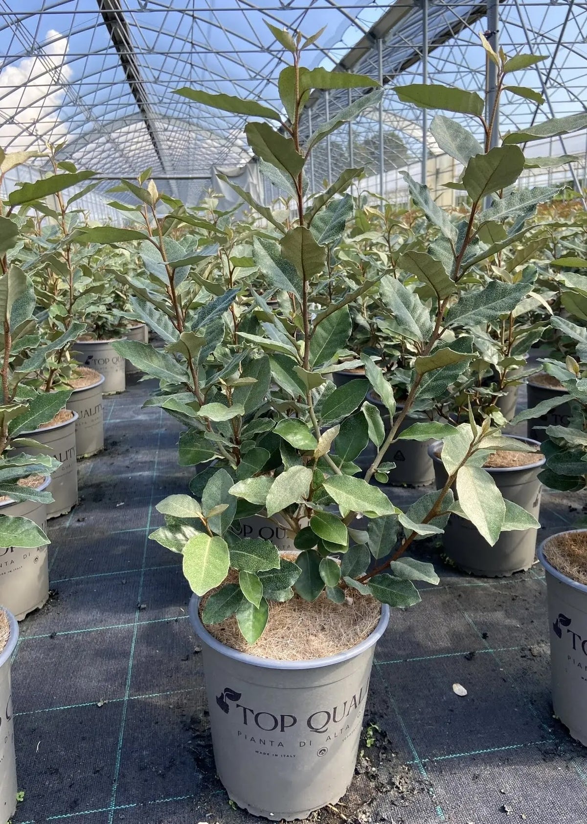 Pianta di Elaeagnus ebbingei Compacta