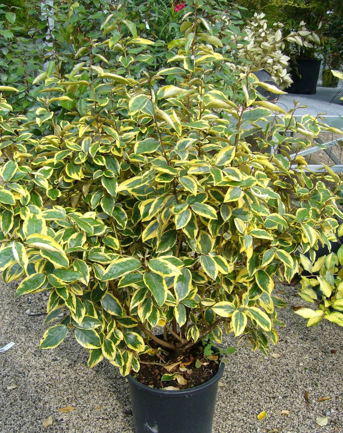 Elaeagnus ebbingei Gilt Edge arbusto sempreverde con foglie verdi bordate d'oro in vaso