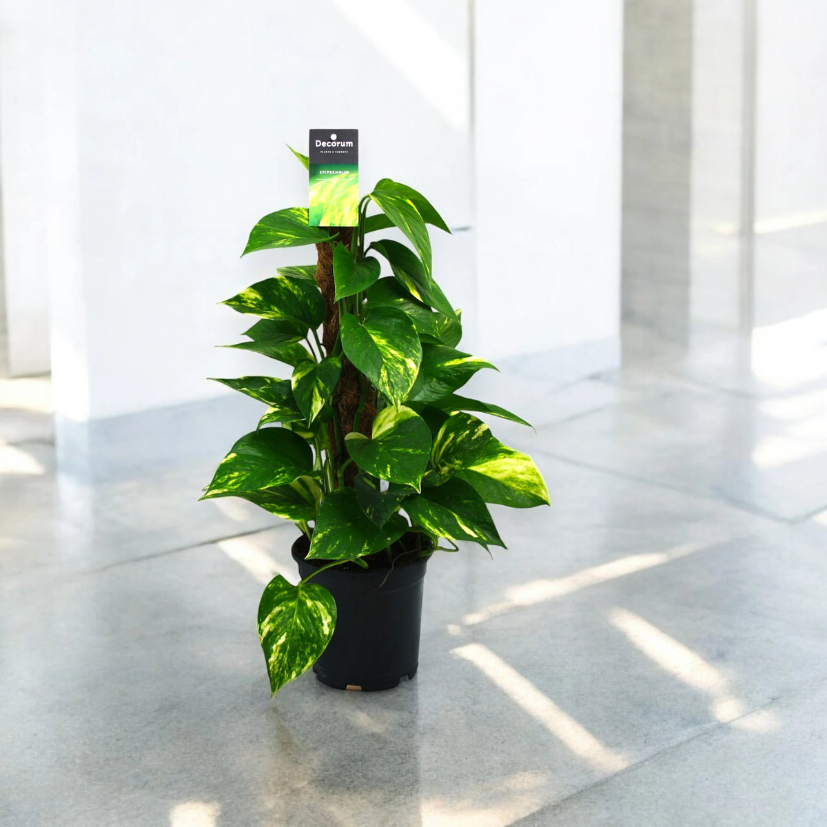 Epipremnum su palo in ambiente luminoso