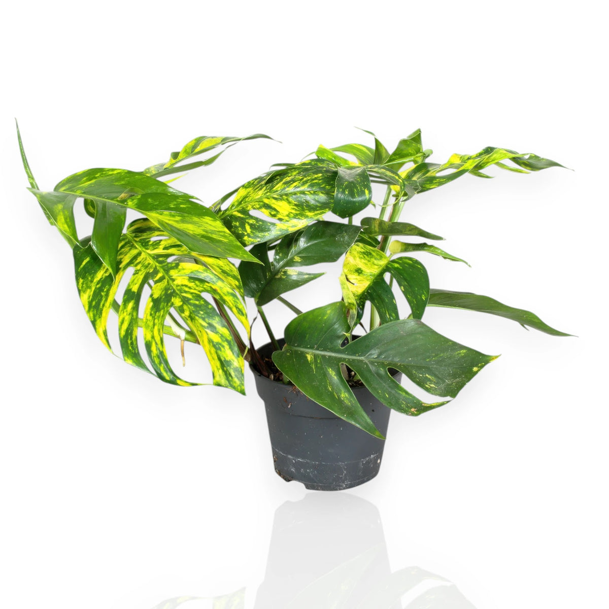 Epipremnum pinnatum Cintho goldfinger con foglie verdi e dorate in vaso
