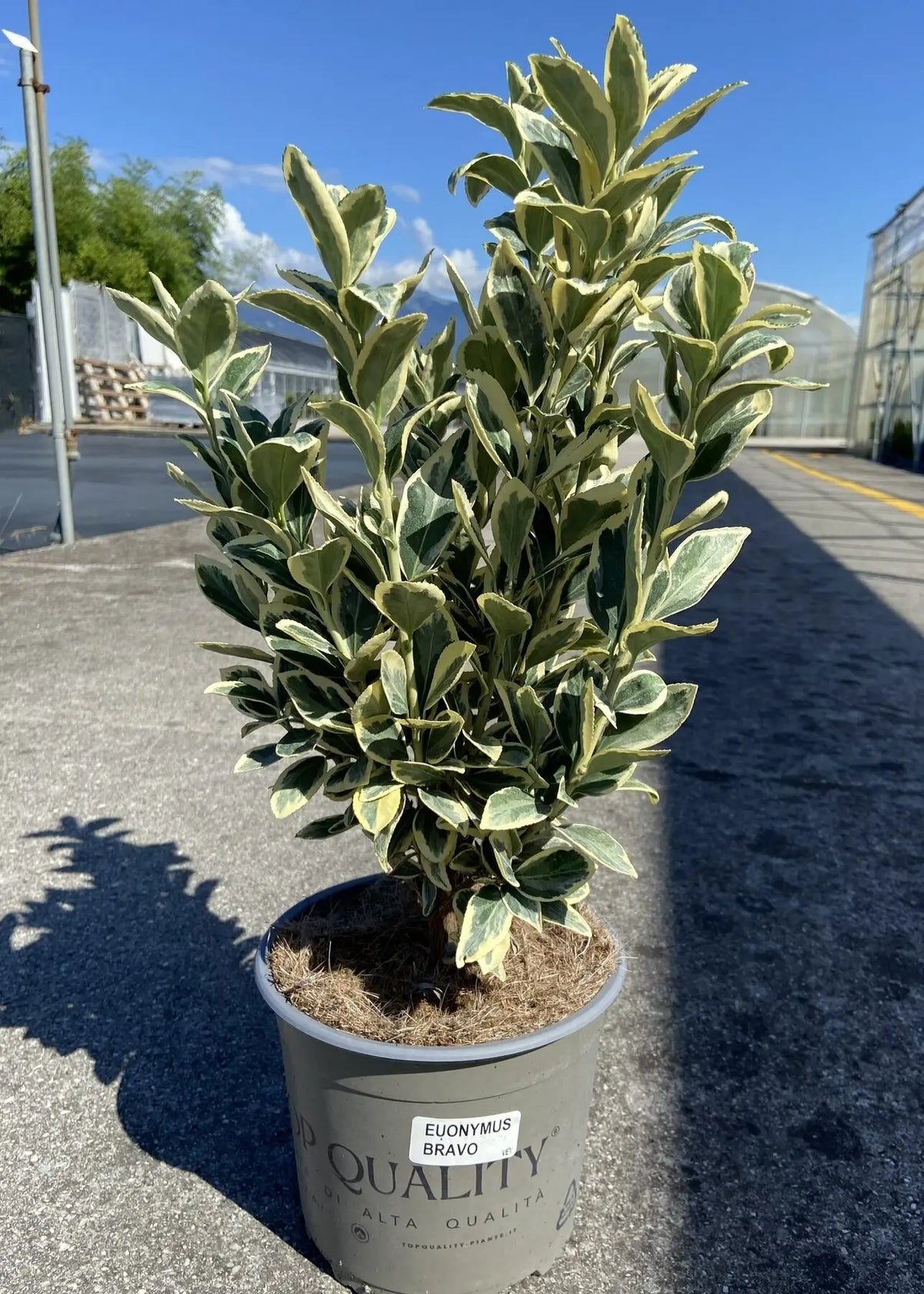 Evonimo - Euonymus japonicus 'Bravo' in vaso