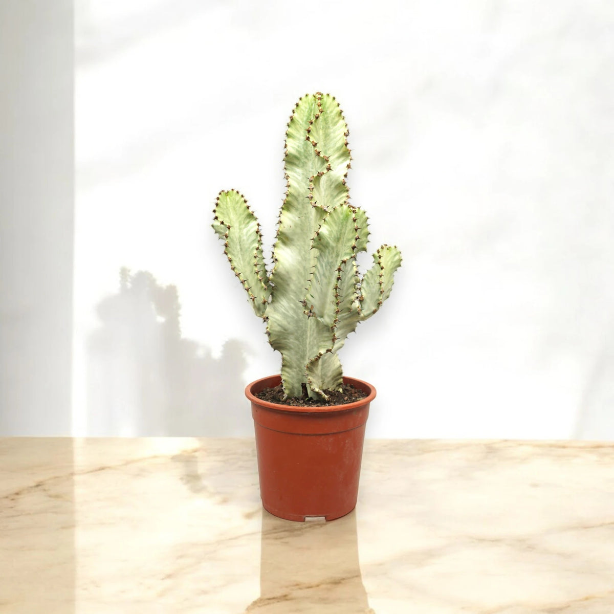 Euphorbia ingens variegata