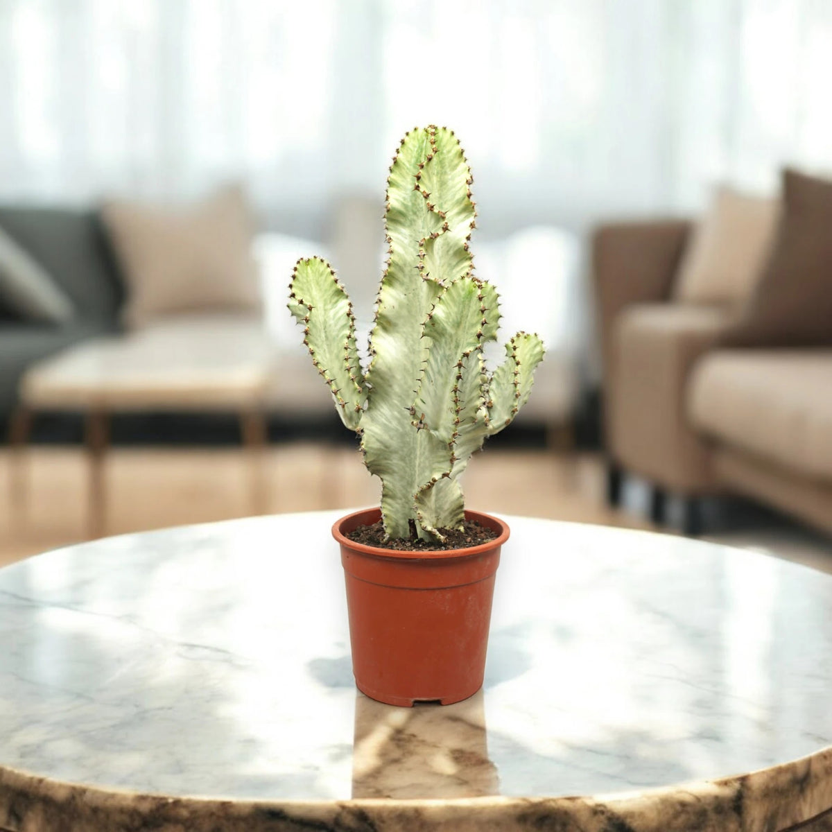 Euphorbia ingens variegata