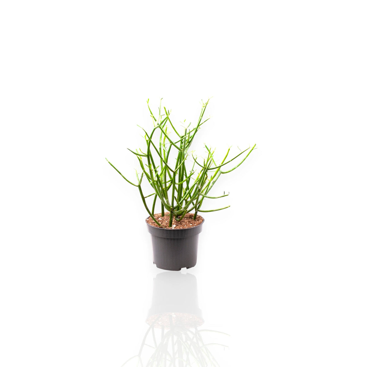 Euphorbia tirucalli pianta matita con rami cilindrici verdi in vaso