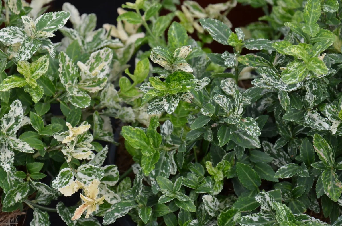 Euonymus fortunei Harlequin arbusto con fogliame variegato bianco verde in giardino