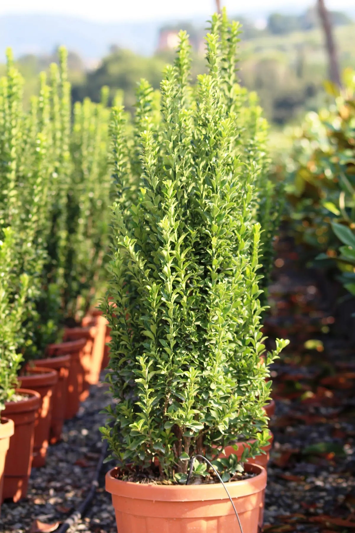 Euonymus japonicus Benkomasaki in vaso in vivaio