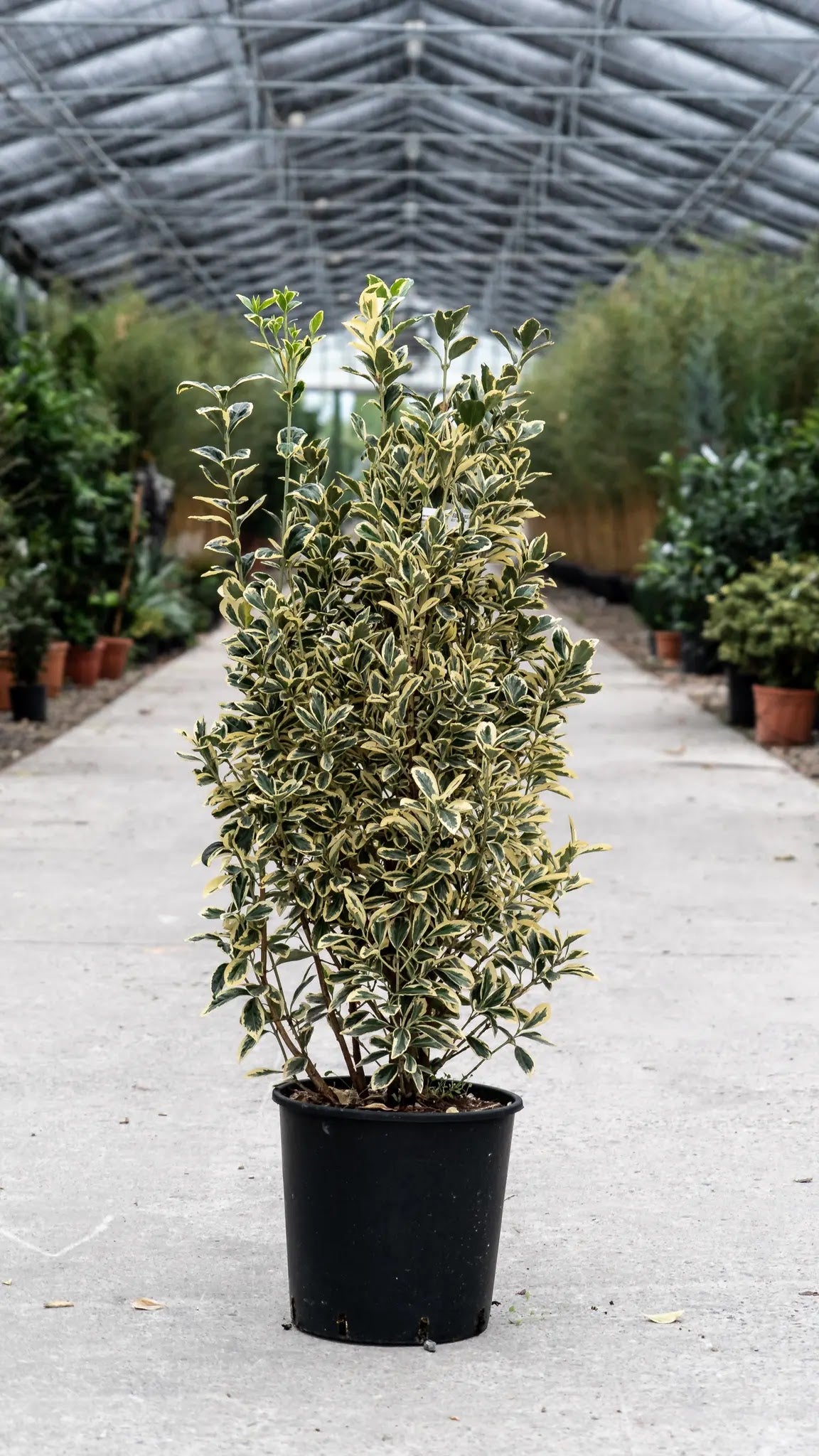 Evonimo Bravo arbusto sempreverde con foglie verdi bordate bianco-crema in vivaio