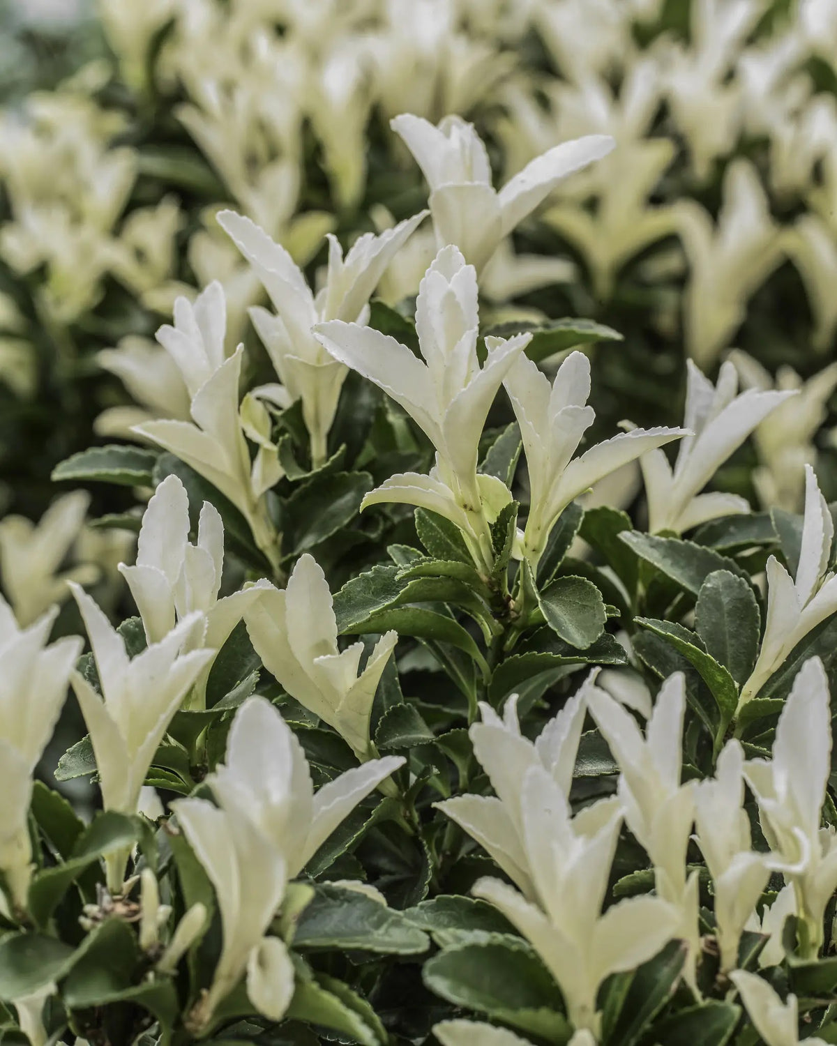 Evonimo - Euonymus japonicus 'Paloma Blanca' dettaglio da vicino