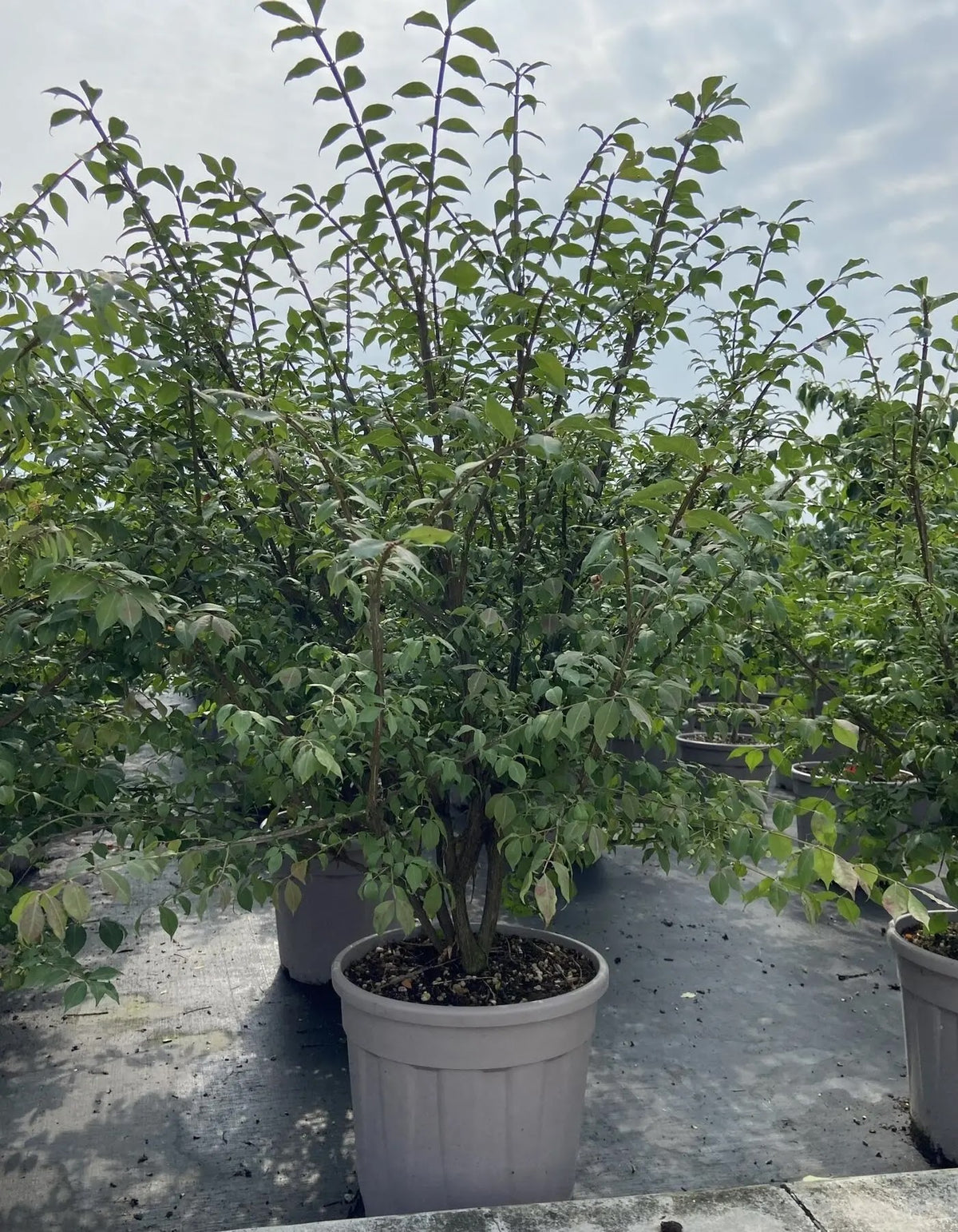 Euonymus alatus coltivato in contenitore