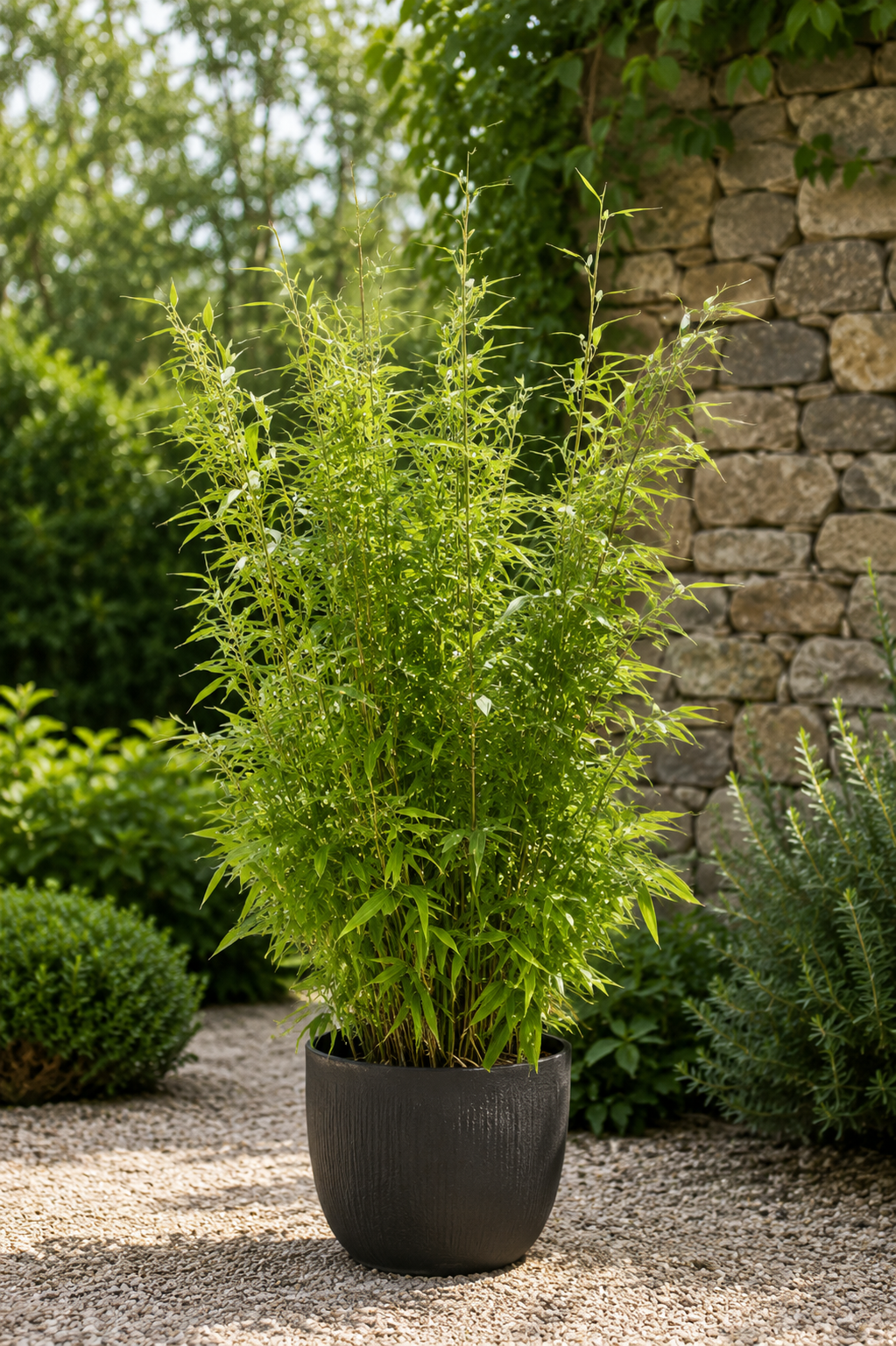 Fargesia murieliae 'Jumbo' in vaso