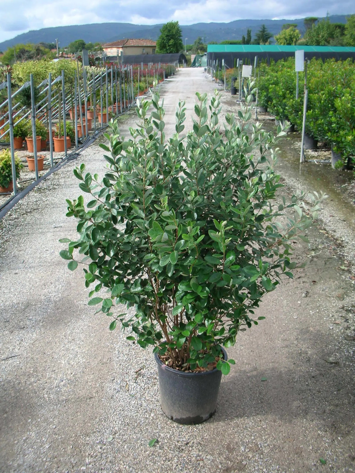 Feijoa sellowiana in vaso in vivaio