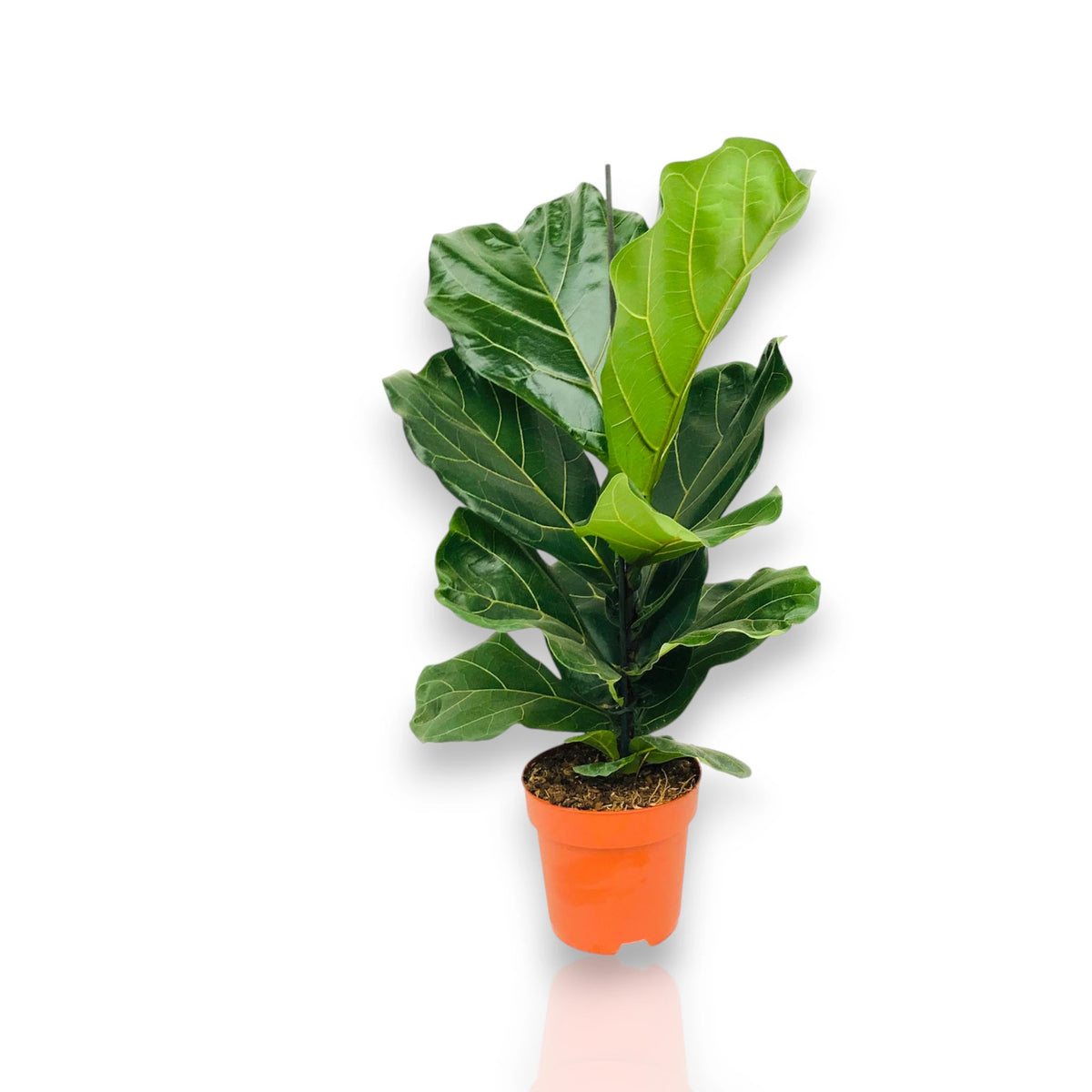 Pianta di Ficus lyrata in vaso arancione su sfondo bianco.