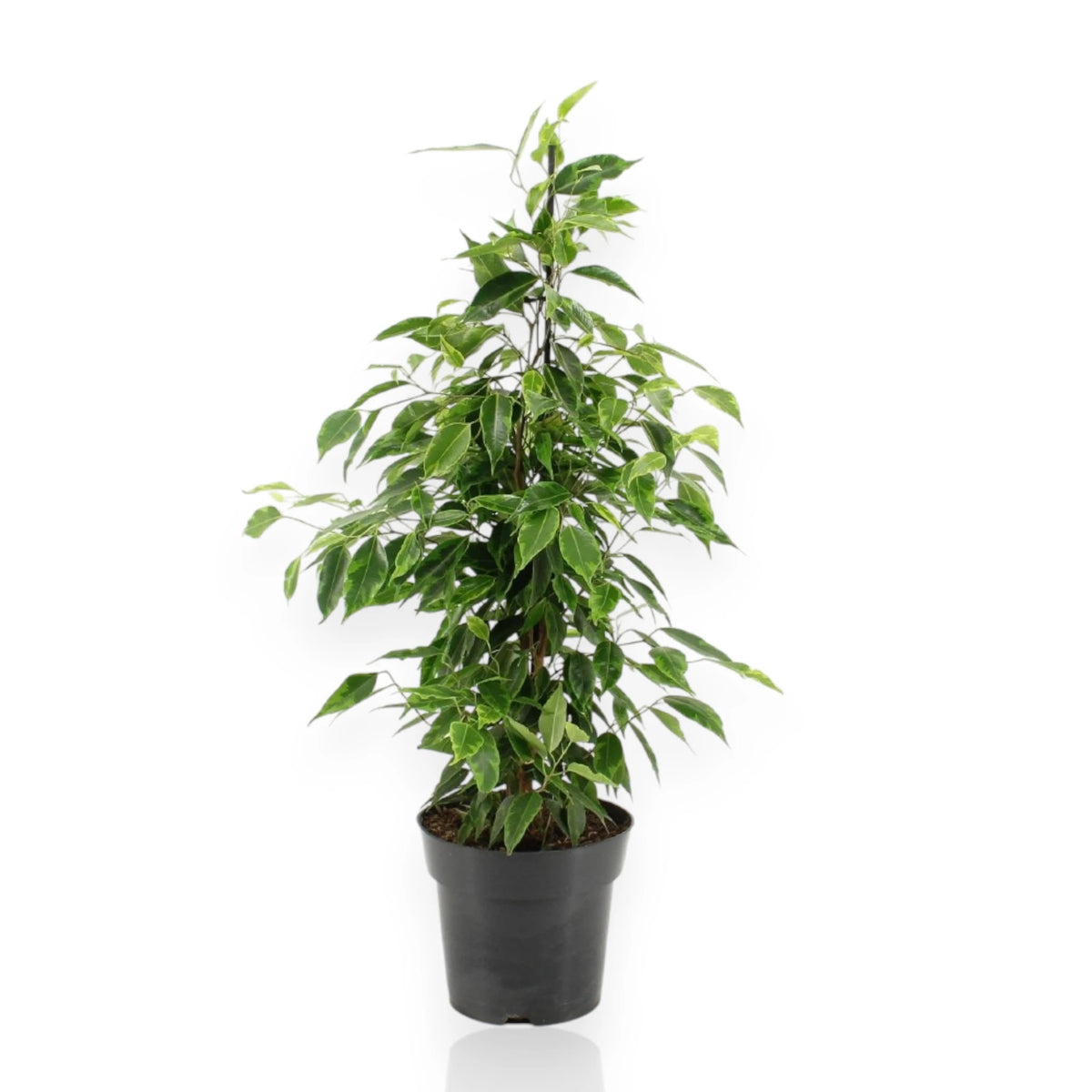 Ficus benjamina 'Anastasia' sfondo bianco
