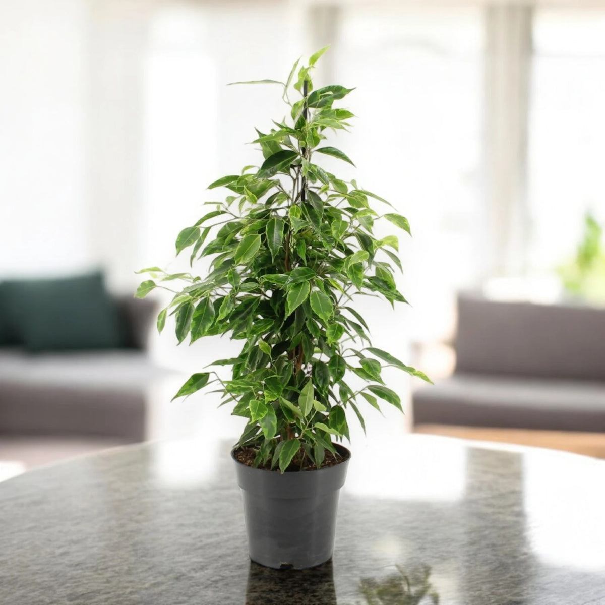 Ficus benjamina 'Anastasia'