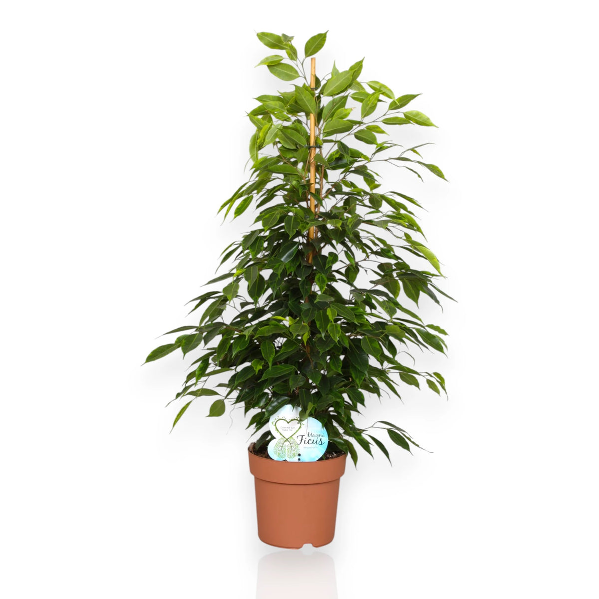 Ficus benjamina 'Anastasia' fondo bianco