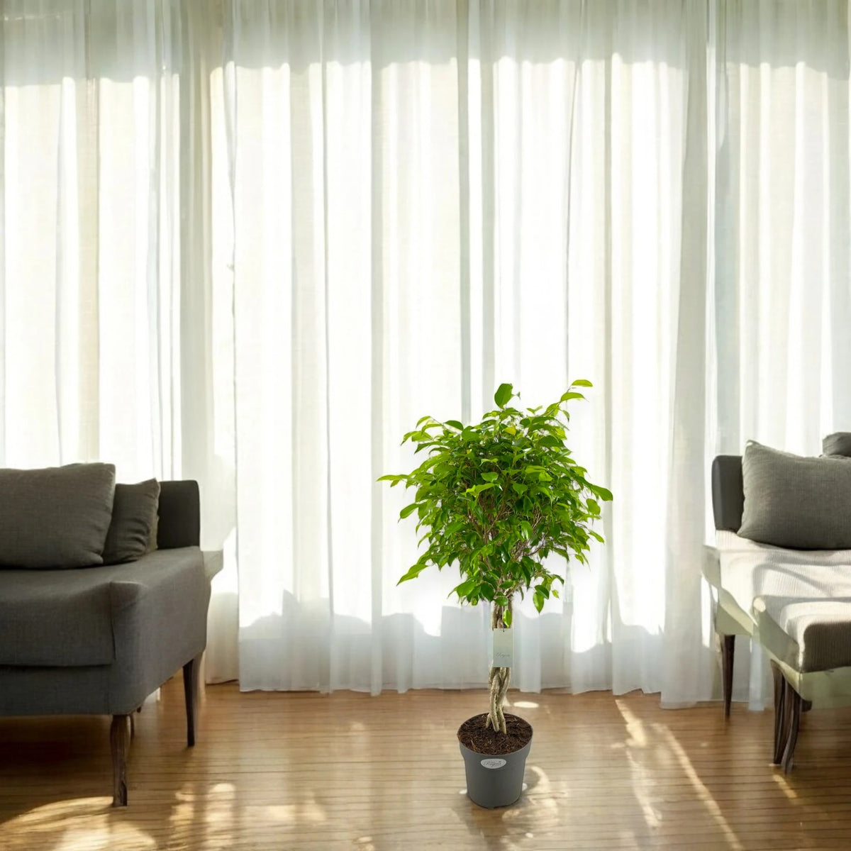 Ficus benjamina 'Exotica'