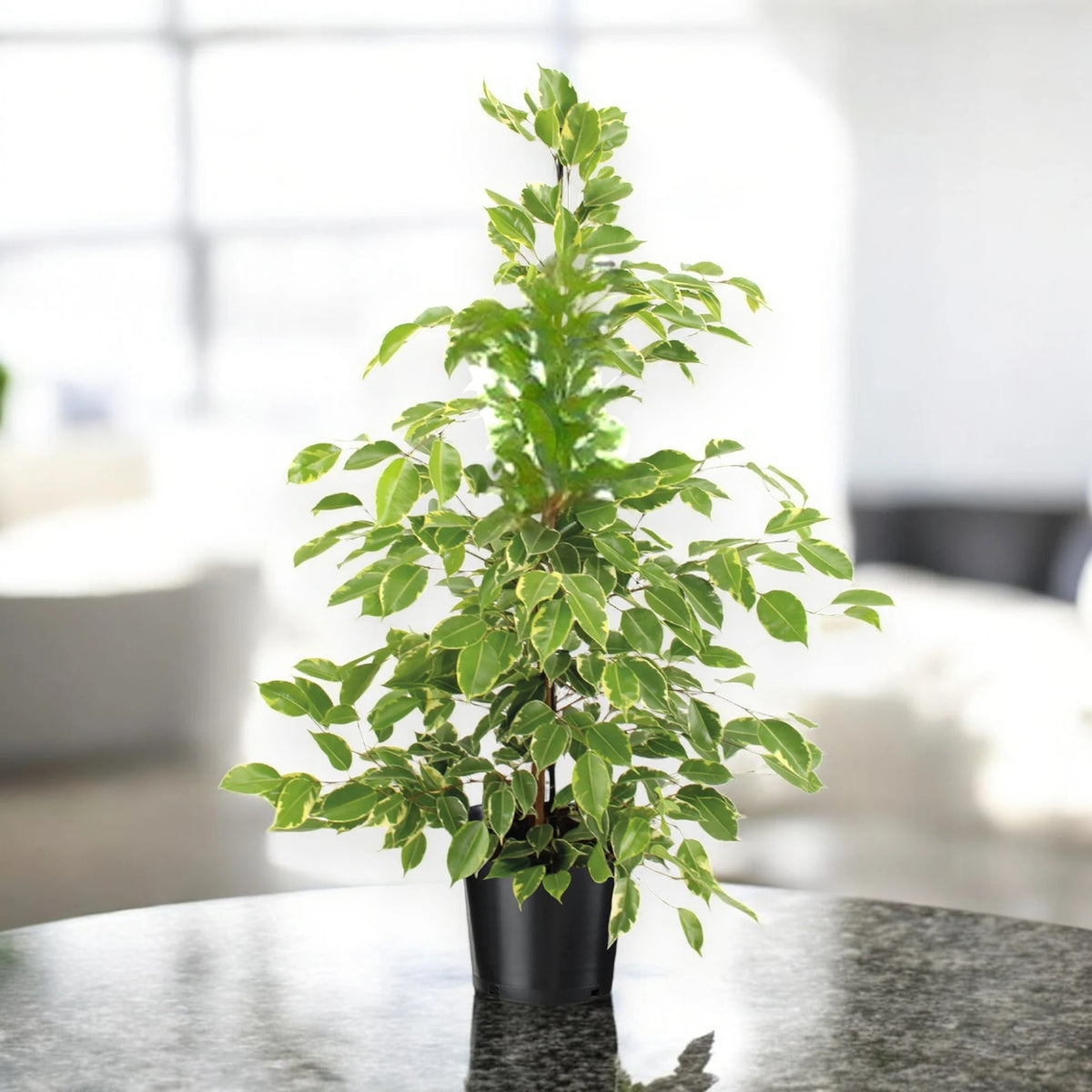 Ficus benjamina 'Golden King'