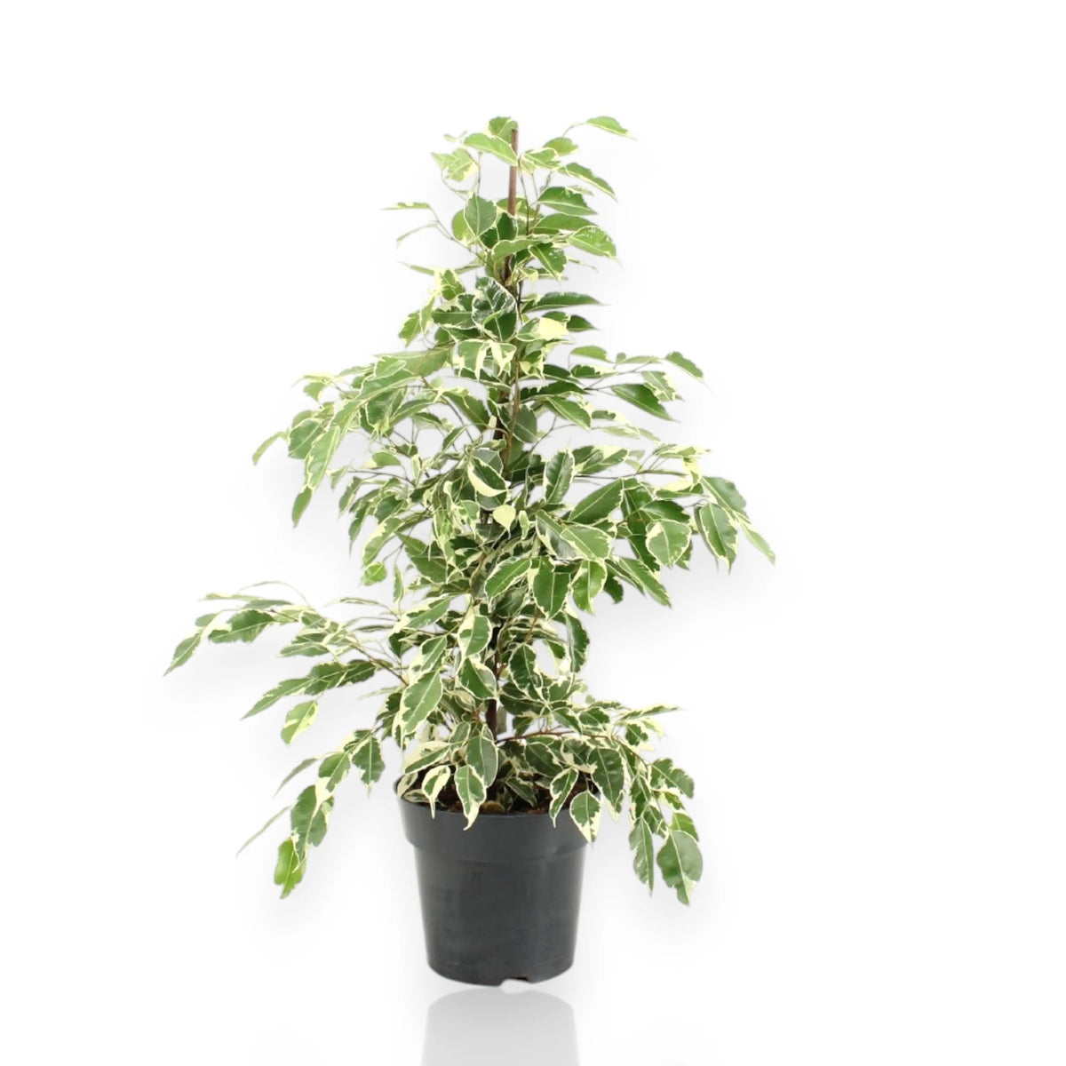 Ficus benjamina Twilight con foglie variegate bianco-verdi in vaso
