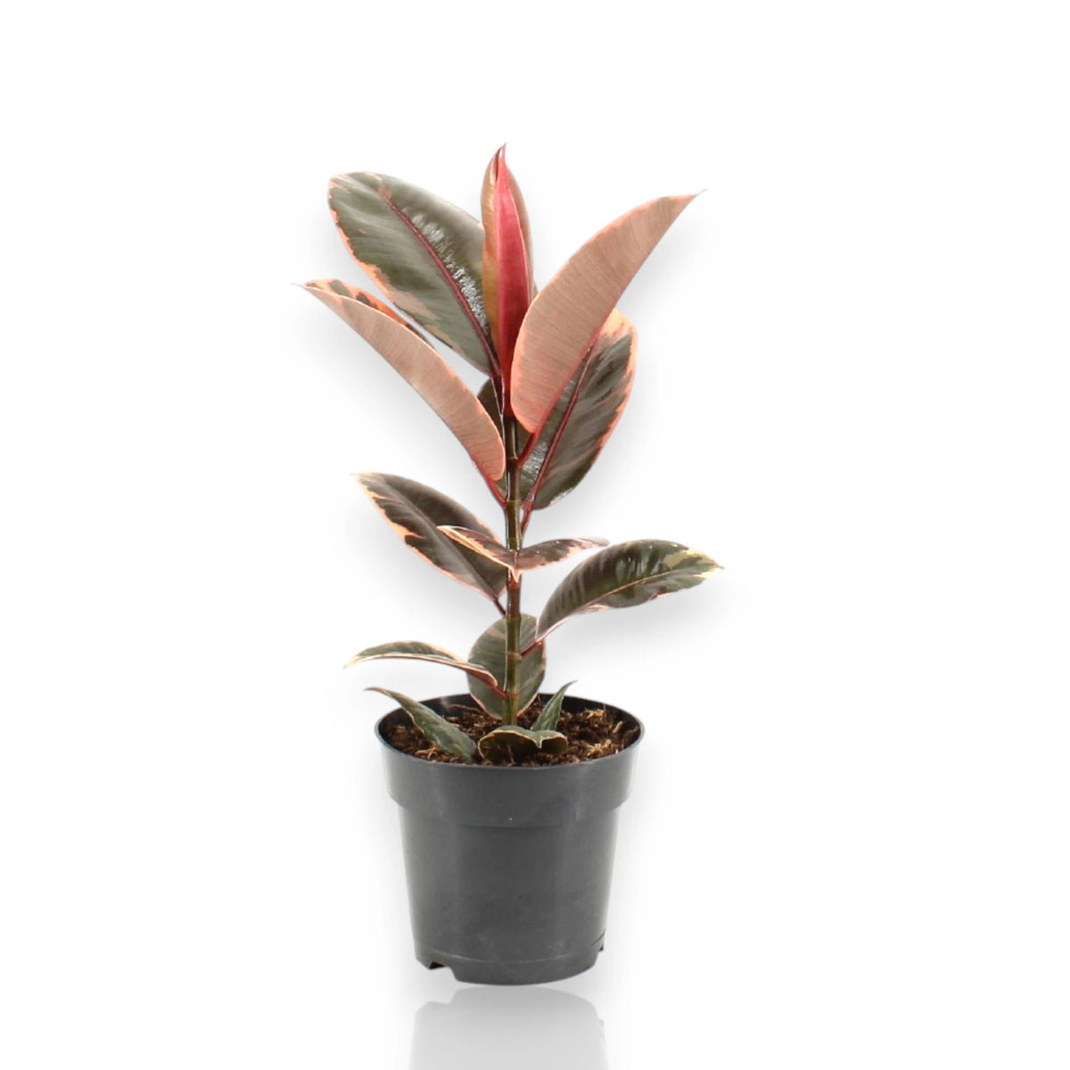 Ficus elastica Belize con foglie variegate rosa, crema e verde in vaso