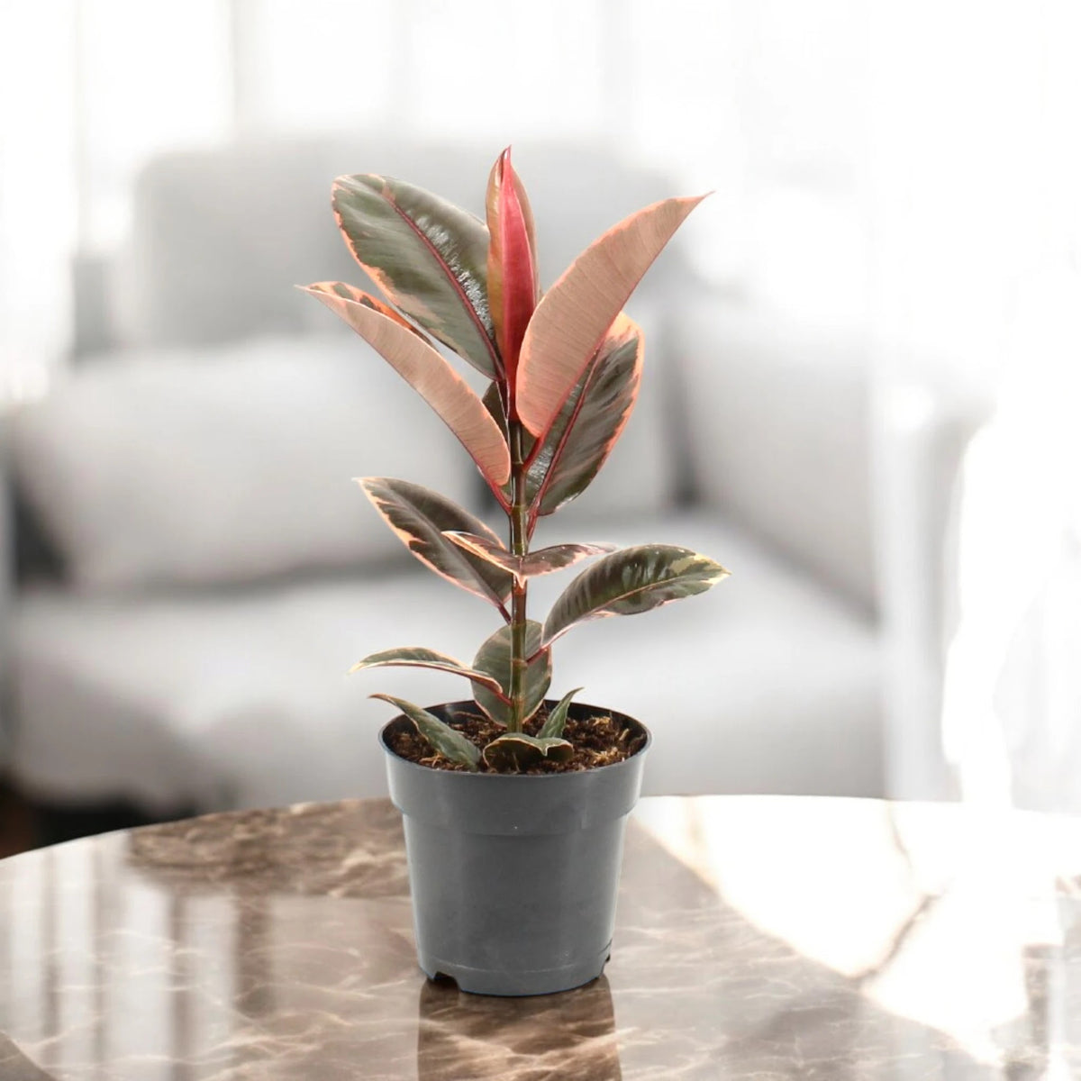 Ficus elastica 'Belize'