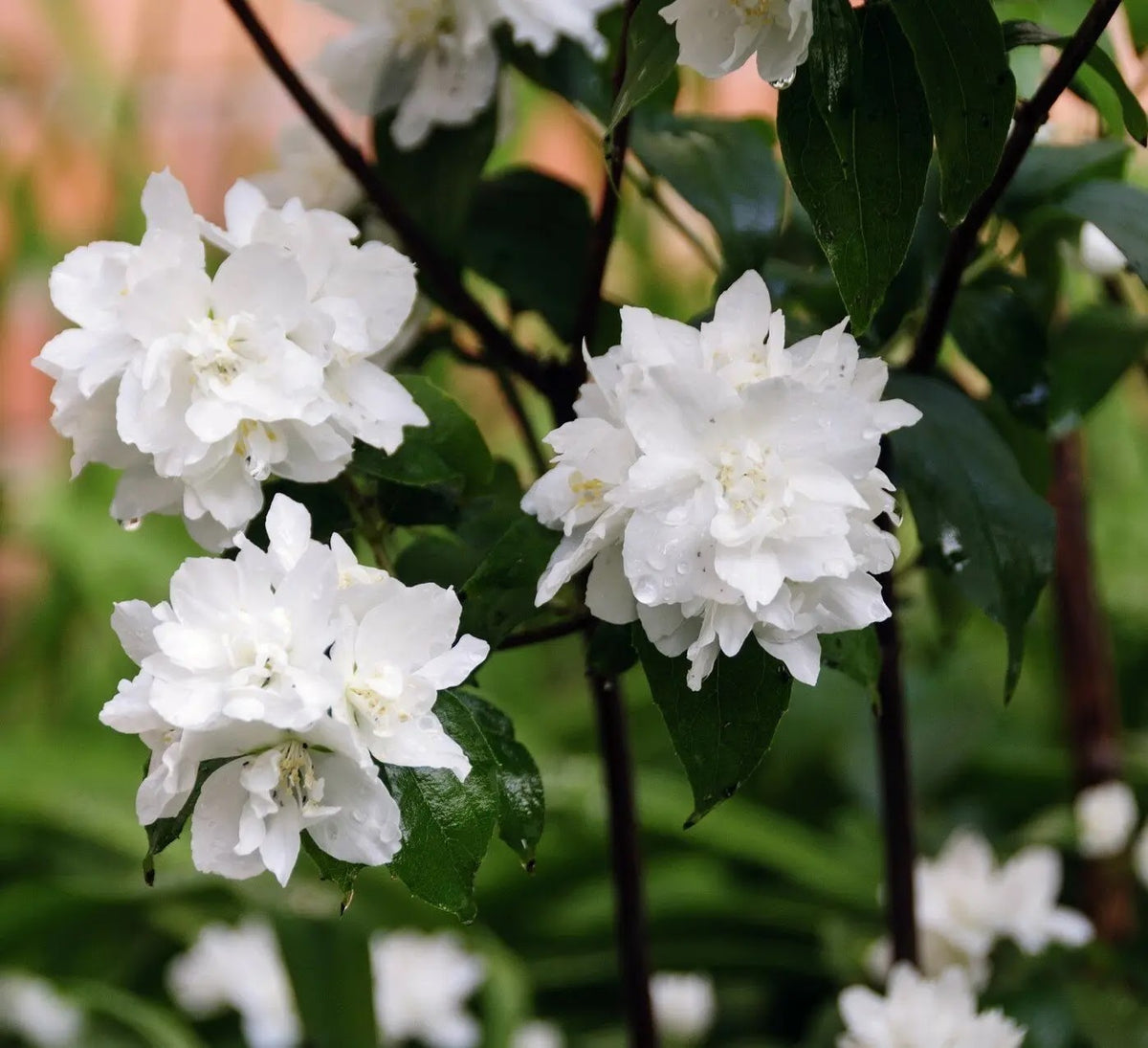 Philadelphus Snowflake arbusto cespuglioso con abbondante fioritura bianca doppia in giardino