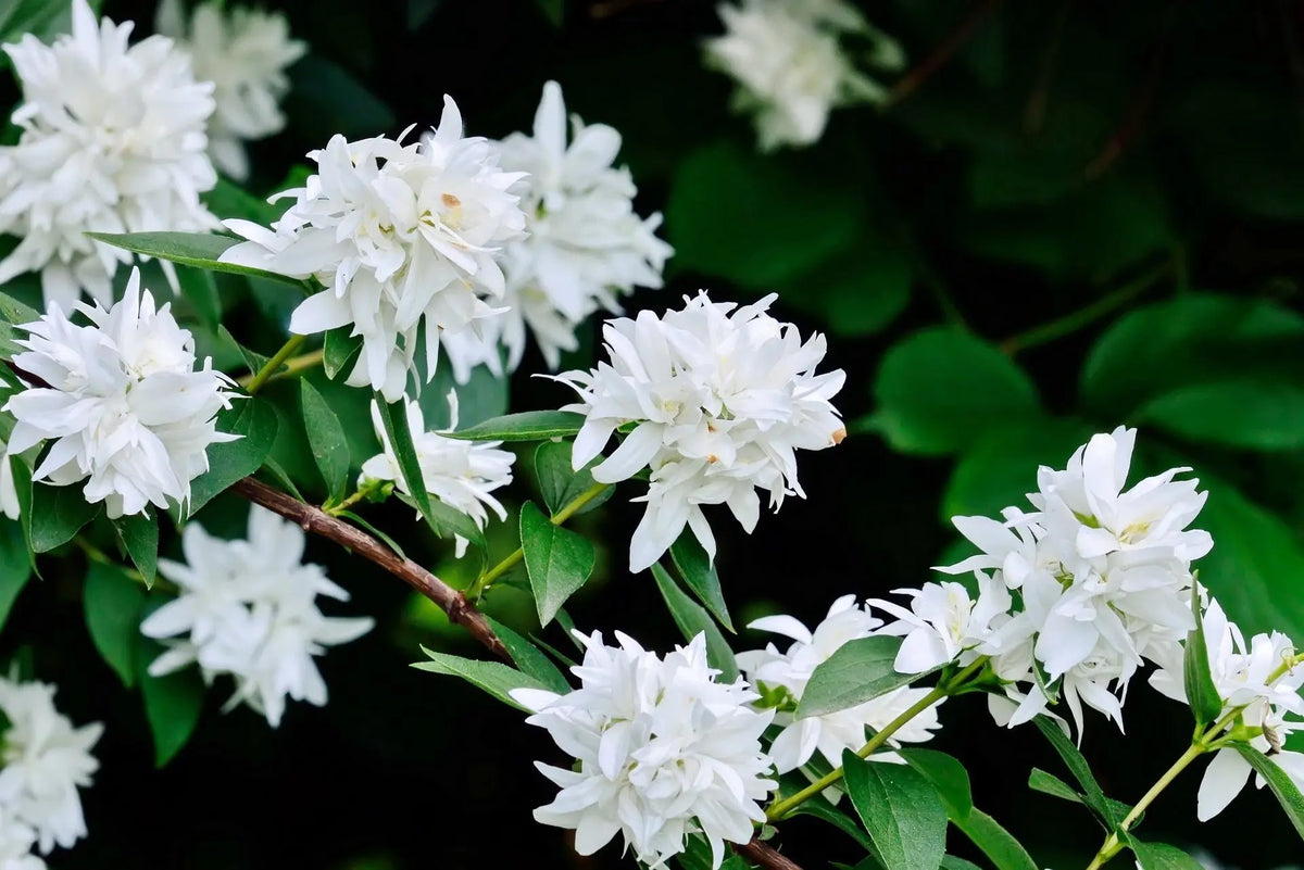 Filadelfo Philadelphus coronarius Virginalis arbusto fiorito bianco in giardino