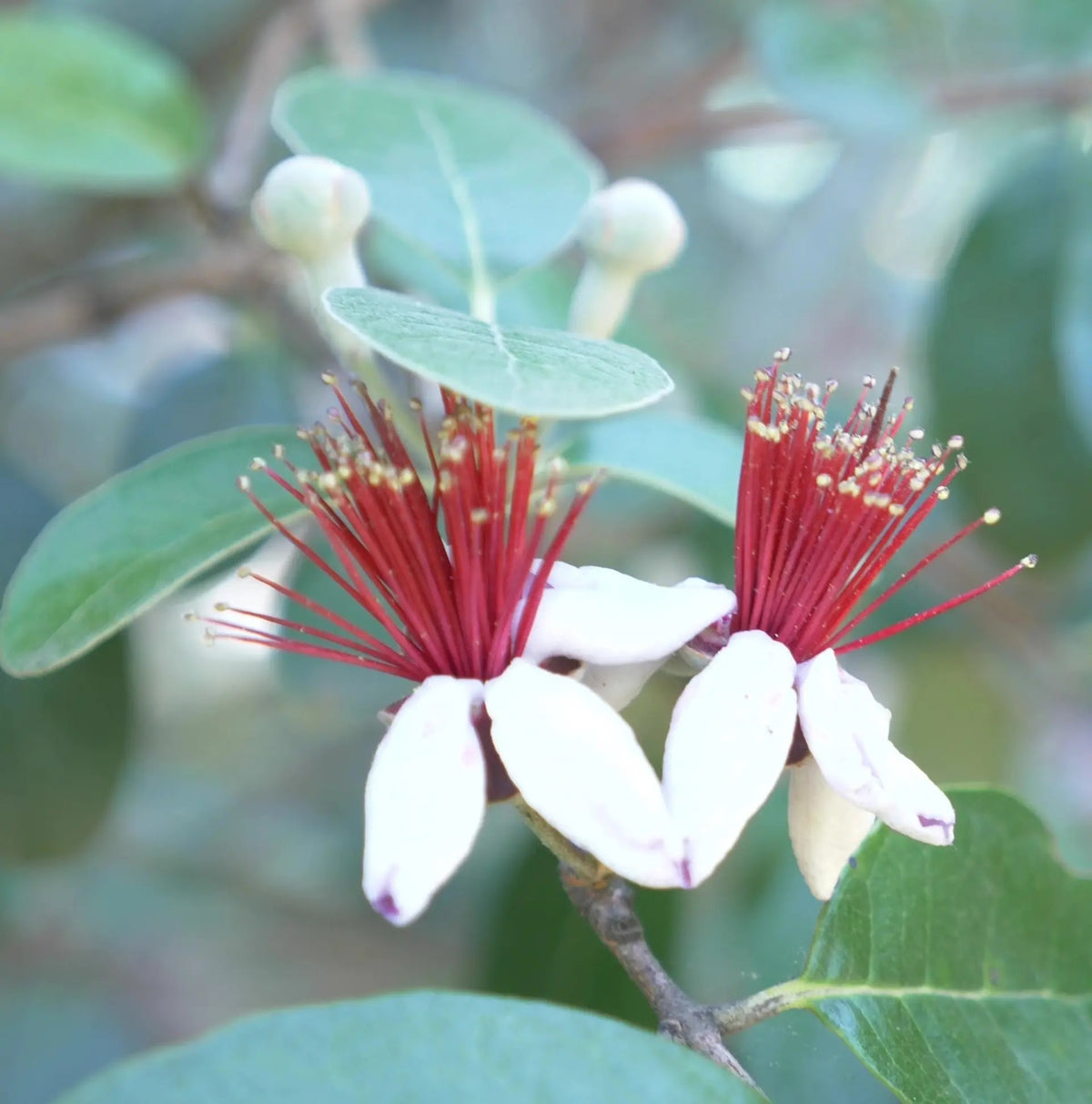 Fiori di Feijoa sellowiana