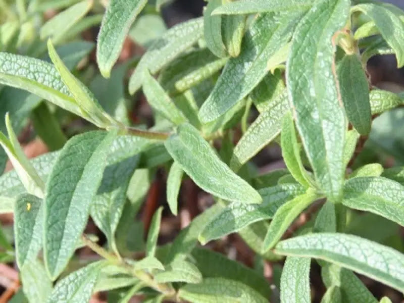 Dettaglio foglie di Cistus × pulverulentus