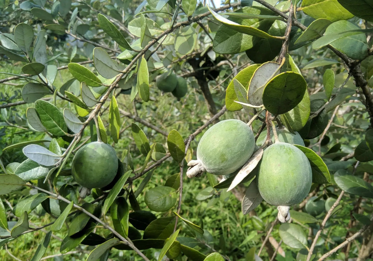 Frutti di Feijoa sellowiana