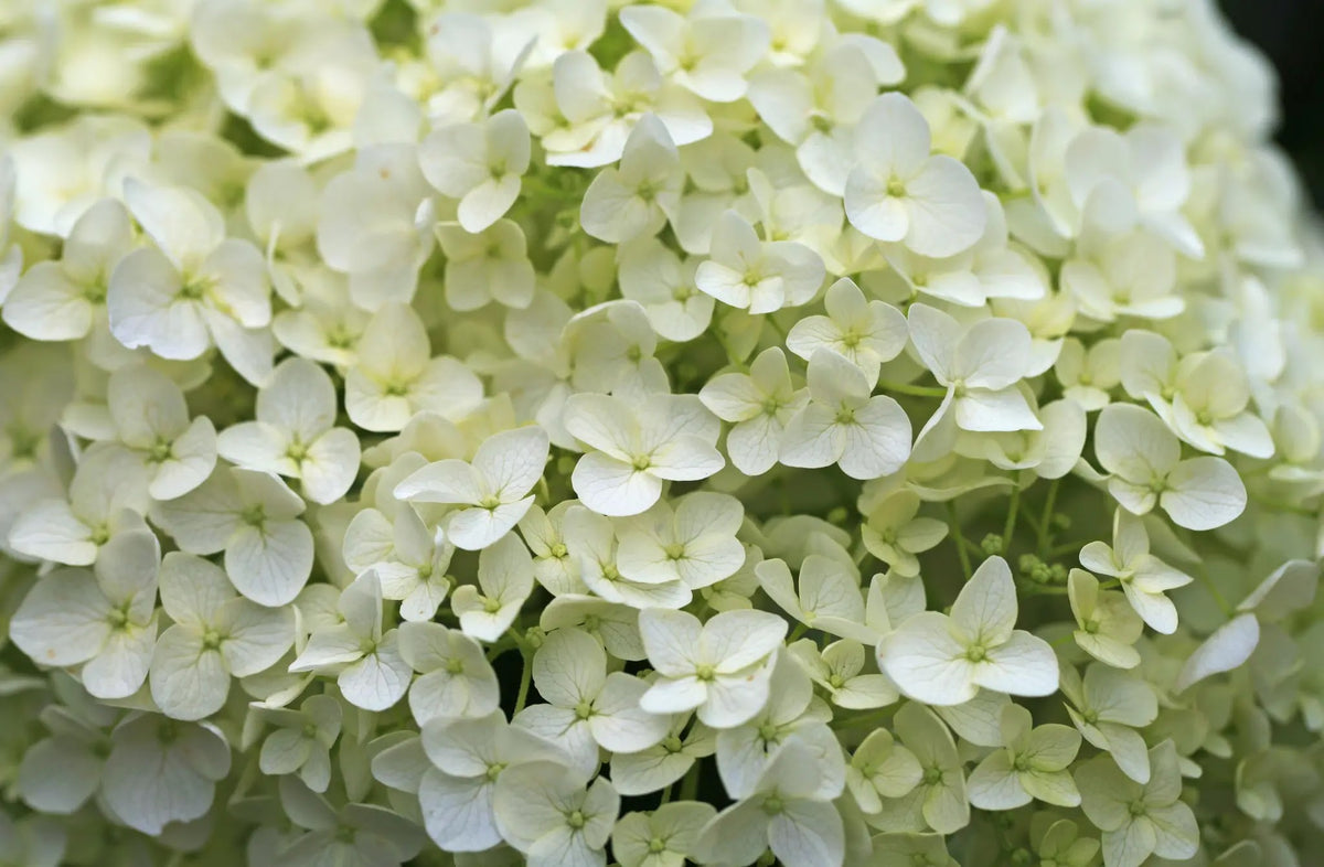 Hydrangea arborescens Annabelle con enormi infiorescenze bianche sferiche