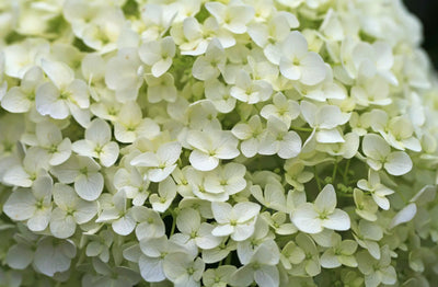 Ortensia - Hydrangea arborescens 'Annabelle'