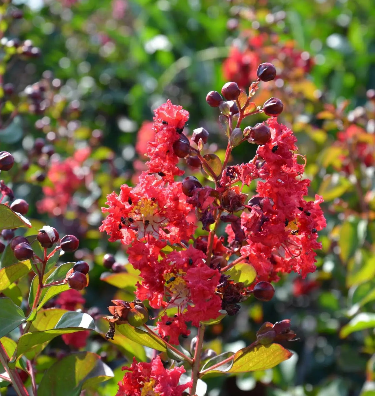 Lagerstroemia Dynamite con fioritura rosso ciliegia in piena estate, portamento eretto in giardino