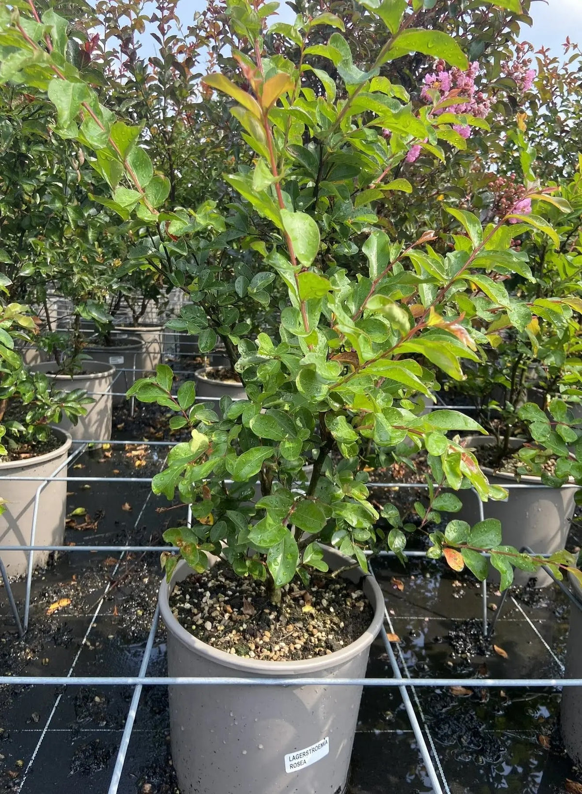 Lagerstroemia indica 'Rosea' in vaso