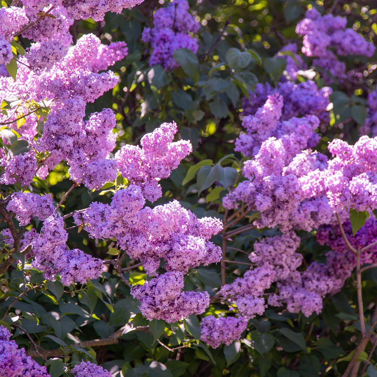 Arbusto di Lillà con fiori