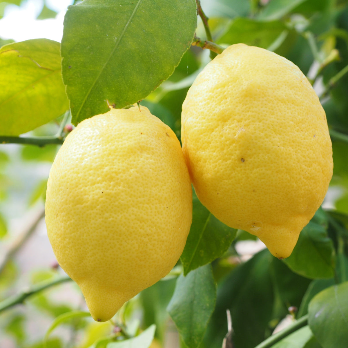 Frutti di limone Adamo maturi con scorza gialla intensa