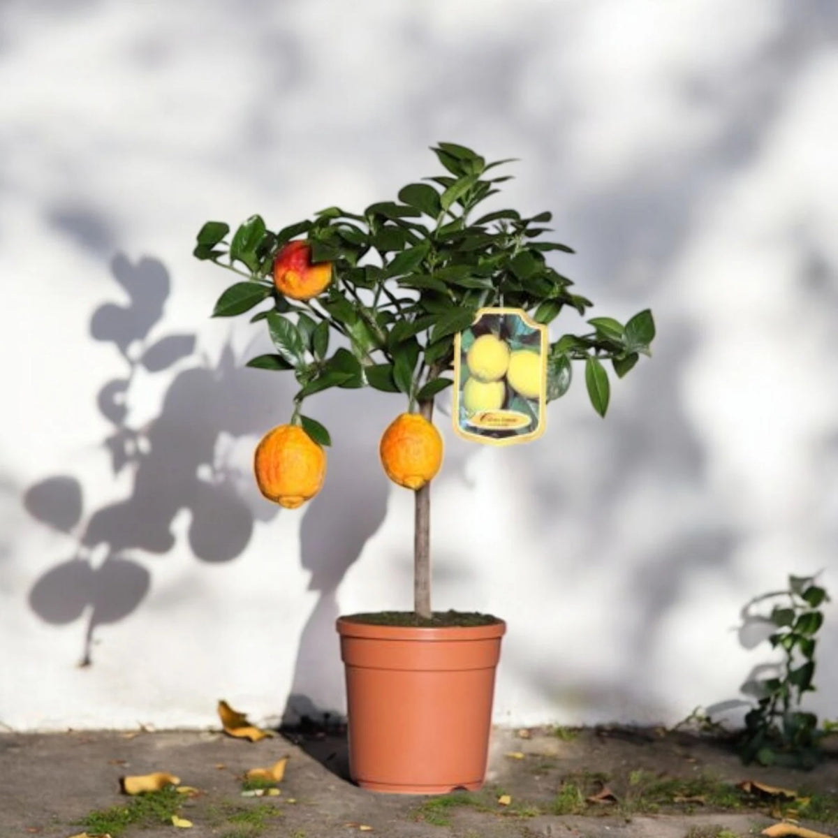 Frutti di limone rosso maturi sull’albero in vaso