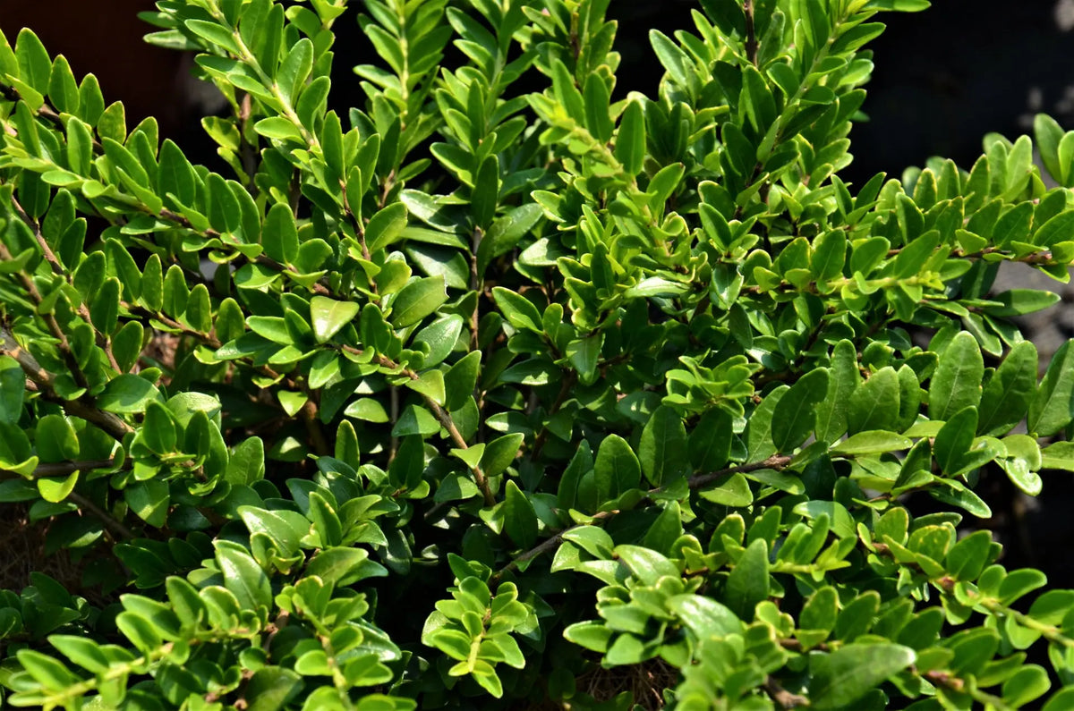 Lonicera nitida Maigrün, arbusto sempreverde da siepe