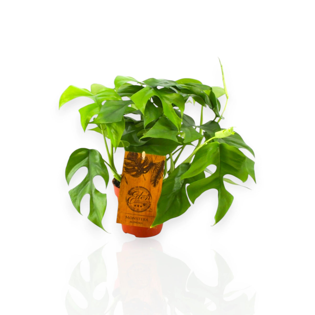 Monstera Minima - Rhaphidophora tetrasperma