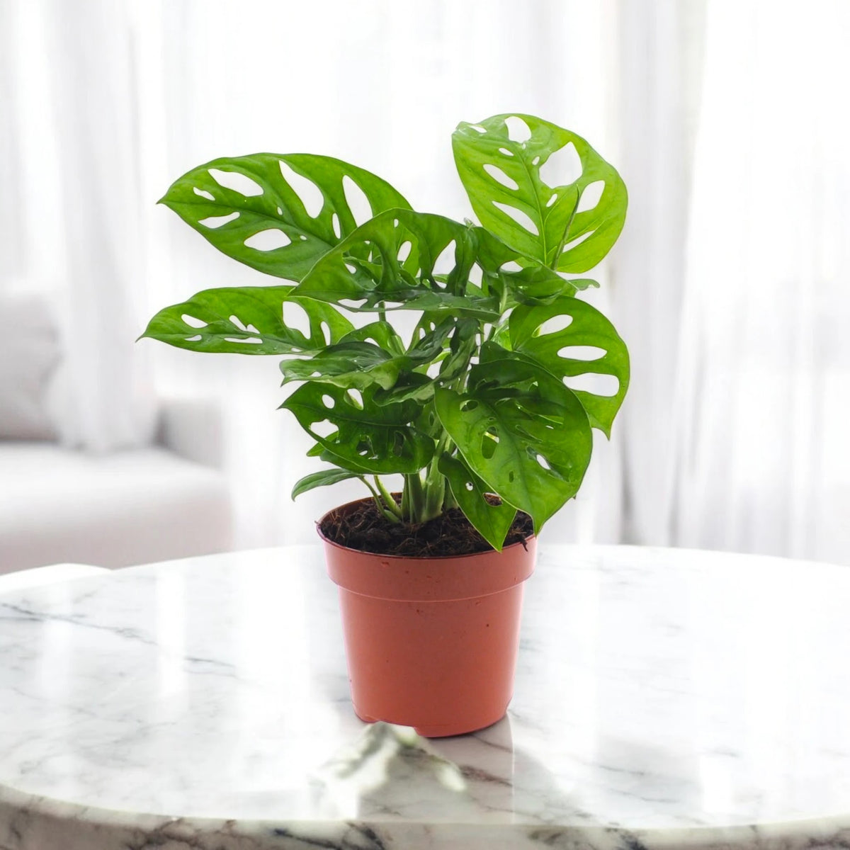 Monstera adansonii luce naturale