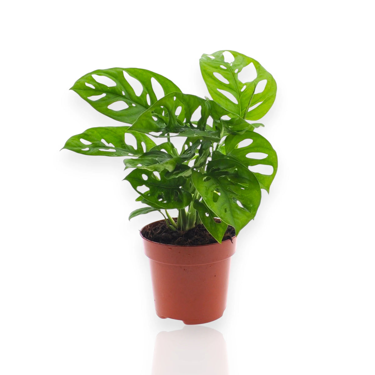 Monstera adansonii sfondo bianco
