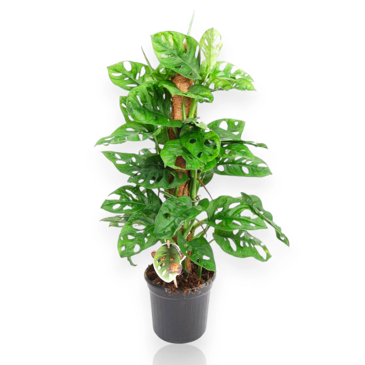 Monstera adansonii con palo tutore